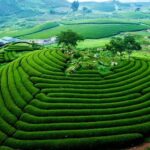 Lịch Trình Trải Nghiệm Mộc Châu 2 Ngày 1 Đêm