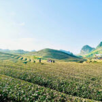 Gợi Ý Lịch Trình Du Lịch Mộc Châu 2 Ngày 1 Đêm Hợp Lý