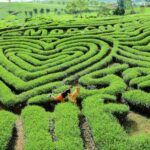 Du Lịch Mộc Châu 2 Ngày 1 Đêm Cần Lưu Ý Những Gì?