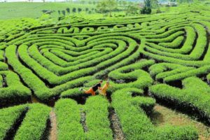 Phong cảnh mộc châu