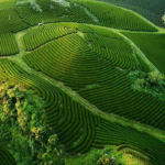 Chi Phí Và Dịch Vụ Bao Gồm Trong Tour Mộc Châu 2 Ngày 1 Đêm